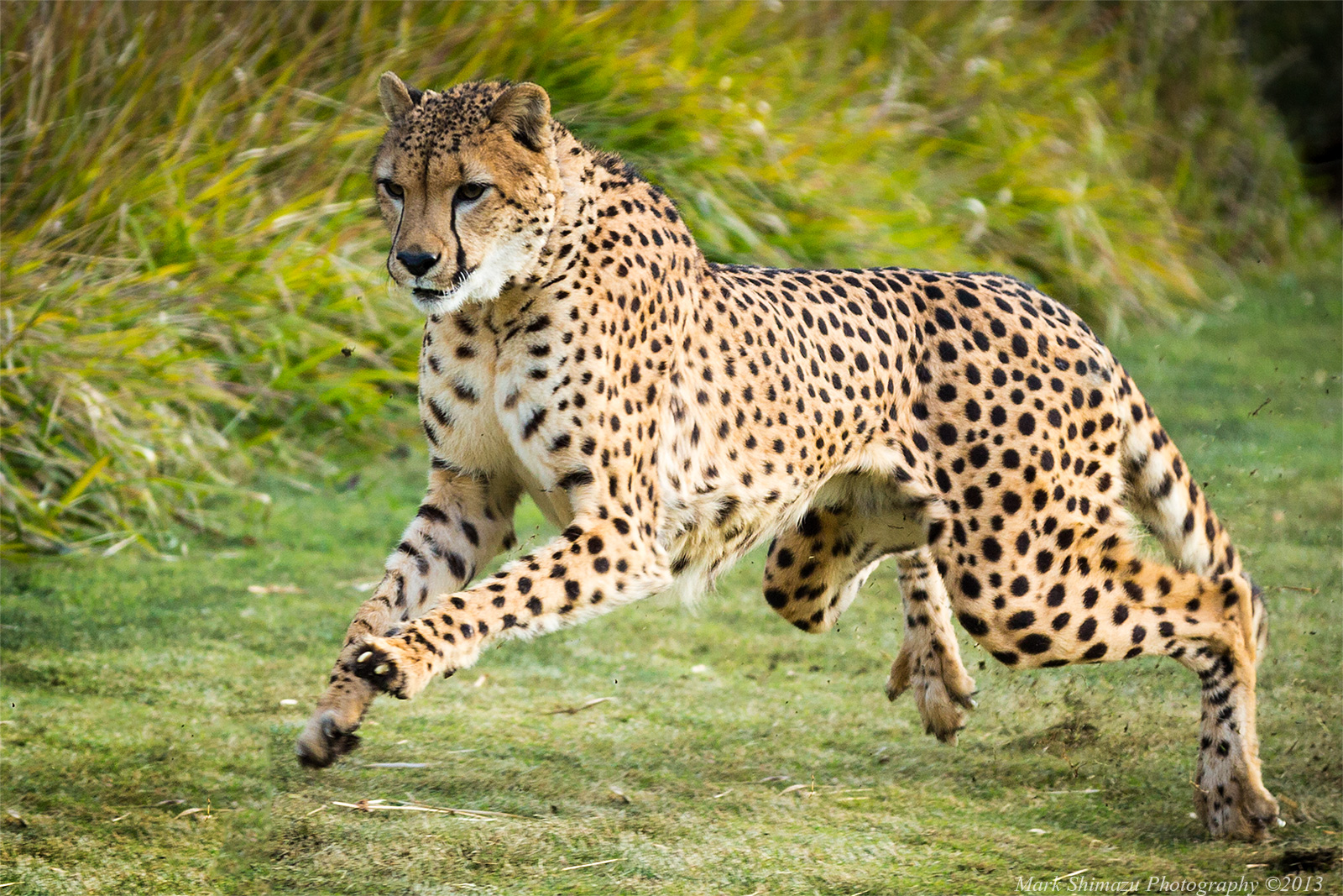 sd safari park cheetah run