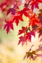 Oak Glen California Fall Autumn Colors Leaves